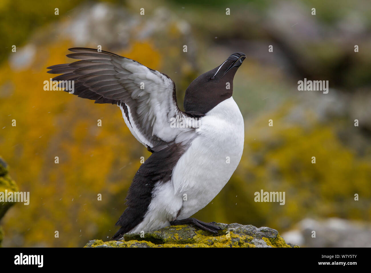 Razorbill (Alca torda) flapping its wings with lichen covered rocks in the background. Lunga, Inner Hebrides, Scotland. May. Stock Photo
