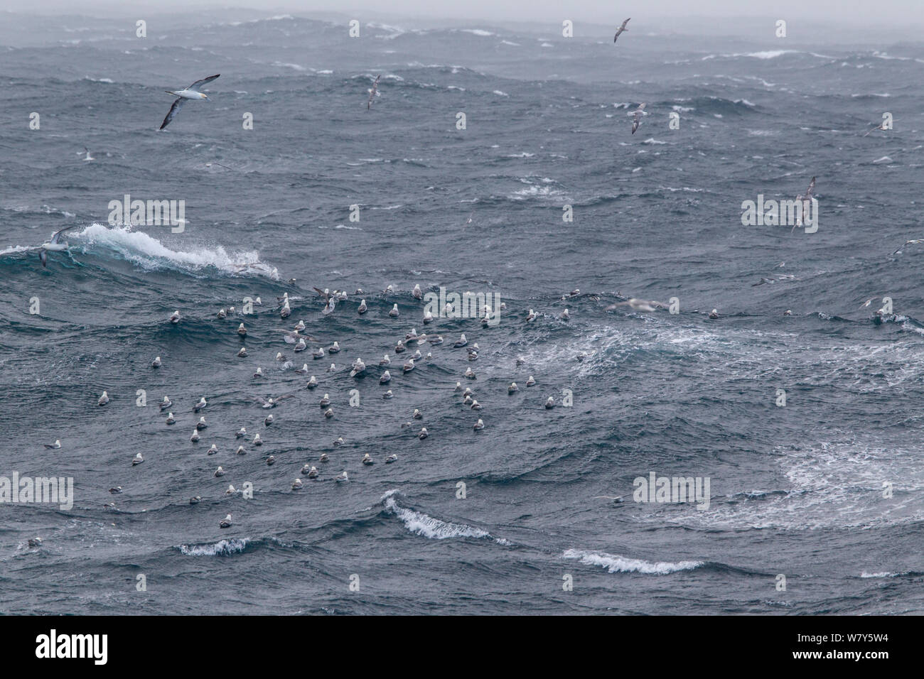 Massive flock of Northern fulmar (Fulmarus glacialis) at sea in very rough weather off the stacks. St Kilda, Outer Hebrides, Scotland. May. Stock Photo