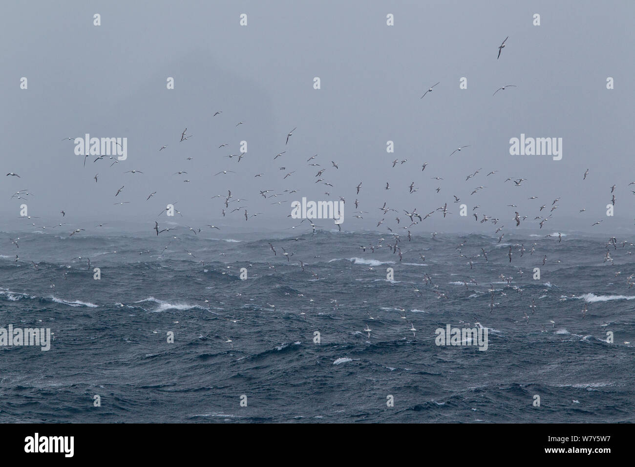 Massive flock of Northern fulmar (Fulmarus glacialis) at sea in very rough weather off the stacks. St Kilda, Outer Hebrides, Scotland. May. Stock Photo