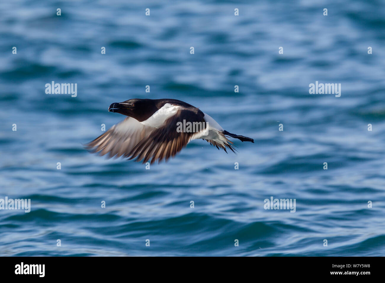 Razorbill (Alca torda) taking off from water, The Shiants, Outer Hebrides, Scotland. May. Stock Photo