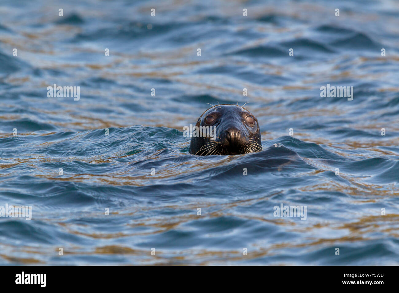Grey seal (Halichoerus grypus) swimming in the sea with just head visible. Mingulay, Outer Hebrides, Scotland. June. Stock Photo