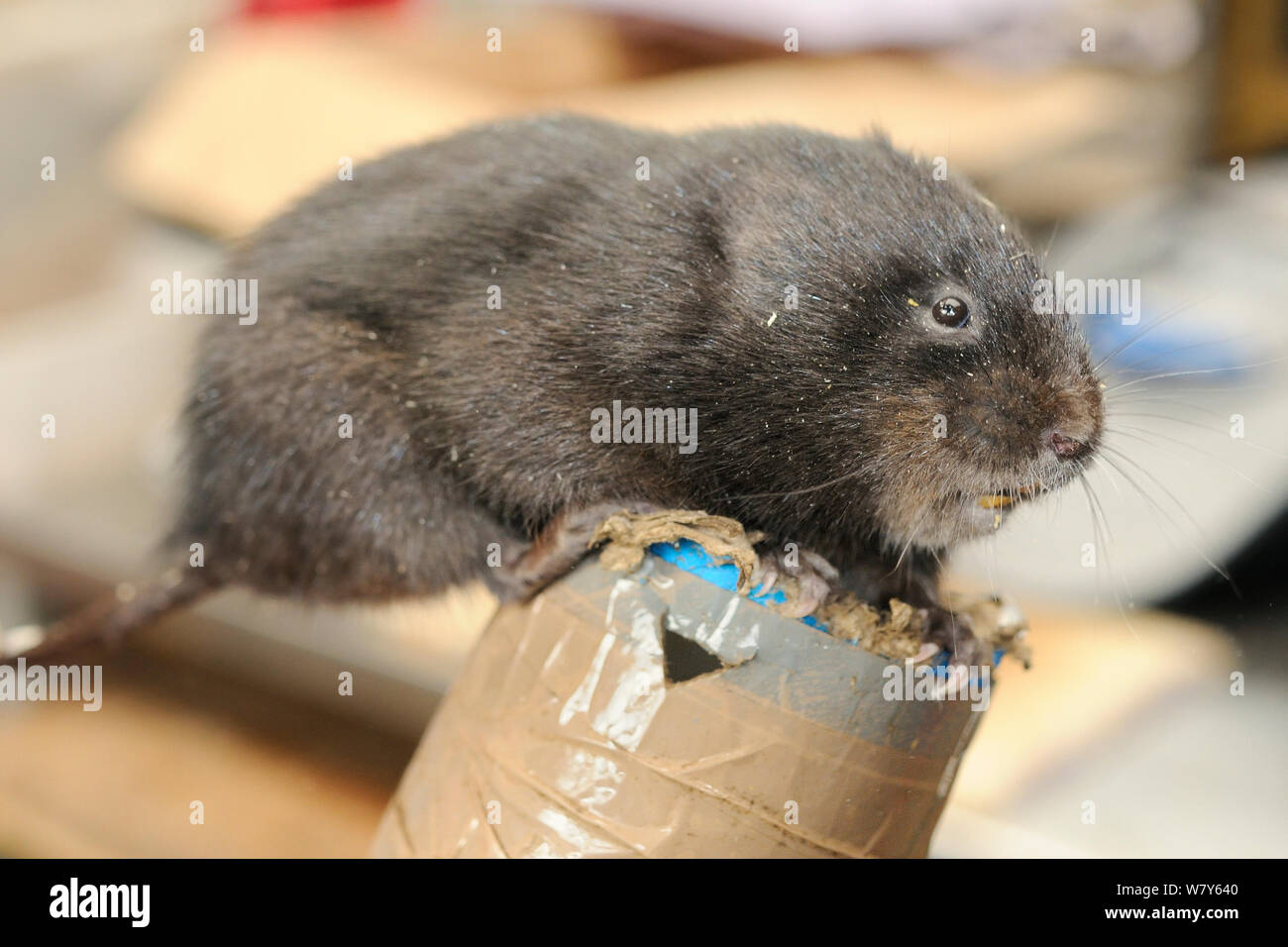 Close up of a dark-haired Scottish race Water vole (Arvicola amphibius), part of a breeding programme to rear many voles for a reintroduction project, Derek Gow Consultancy, near Lifton, Devon, UK, March.  Model released. Stock Photo