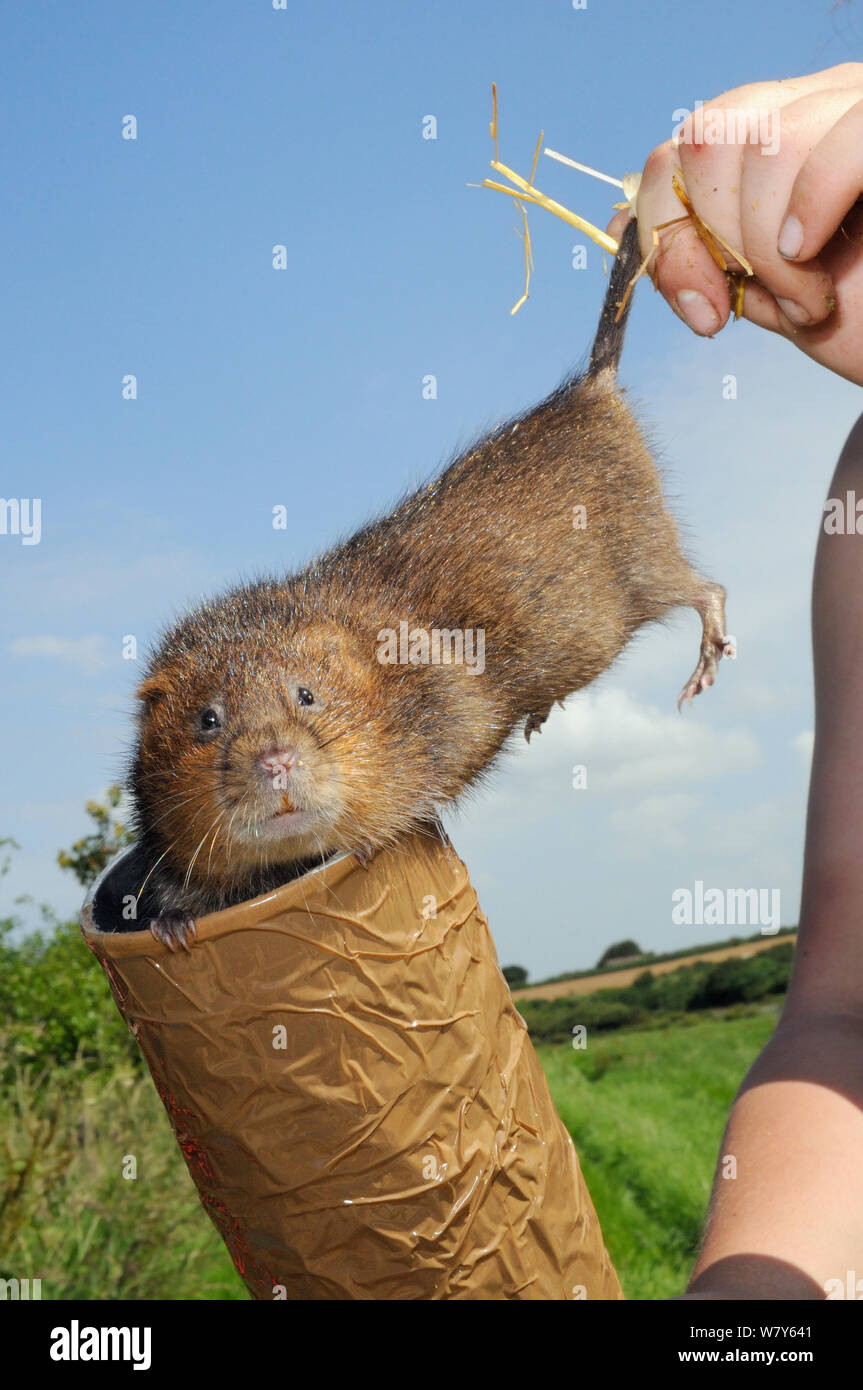 Close up of a captive-reared Water vole (Arvicola amphibius) being checked before release, Bude marshes, Cornwall, UK, June.  Model released. Stock Photo