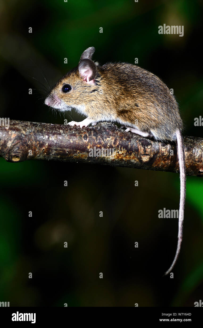 Wood mouse (Apodemus sylvaticus) on hazel branch, Dorset, UK, August ...