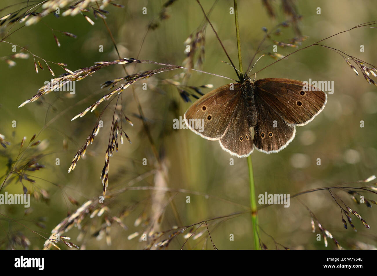 Ringlet butterfly (Aphantopus hyperantus) resting, Dorset, UK, July. Stock Photo