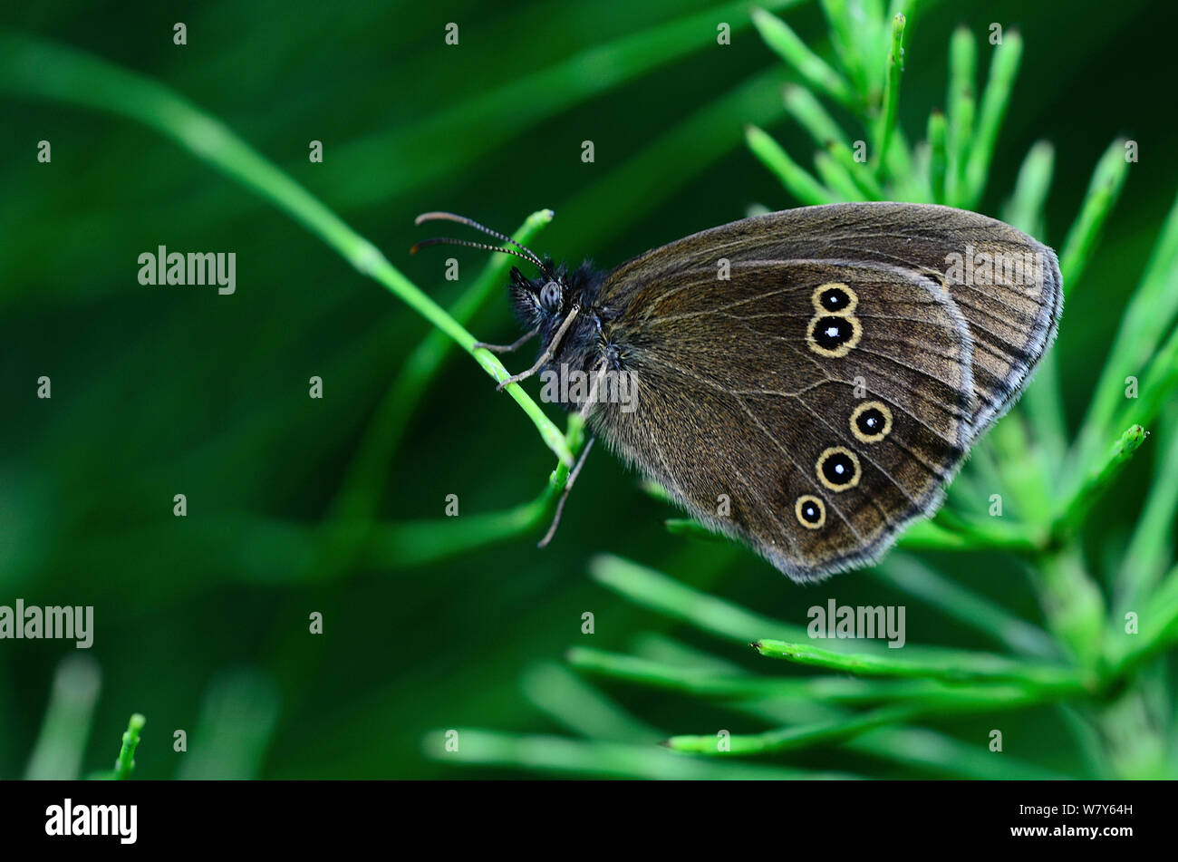 Ringlet butterfly (Aphantopus hyperantus) resting, Dorset, UK, July. Stock Photo