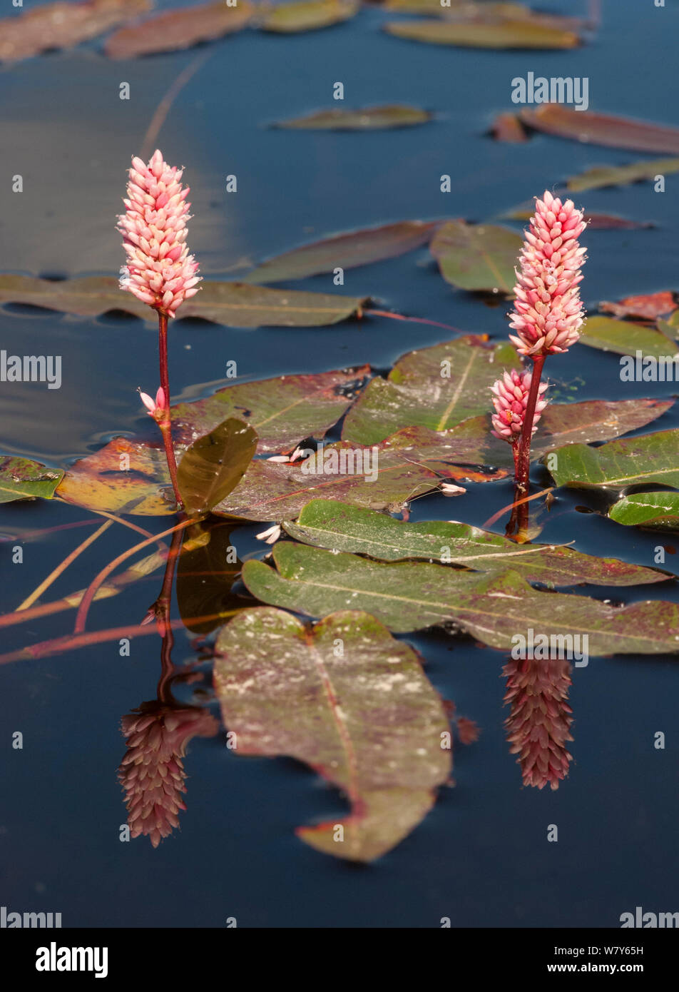 Water smartweed (Persicaria amphibia) in flower, Jyvaskya, Keski-Suomi, Lansi- ja Sisa-Suomi / Central and Western Finland, Finland. August Stock Photo