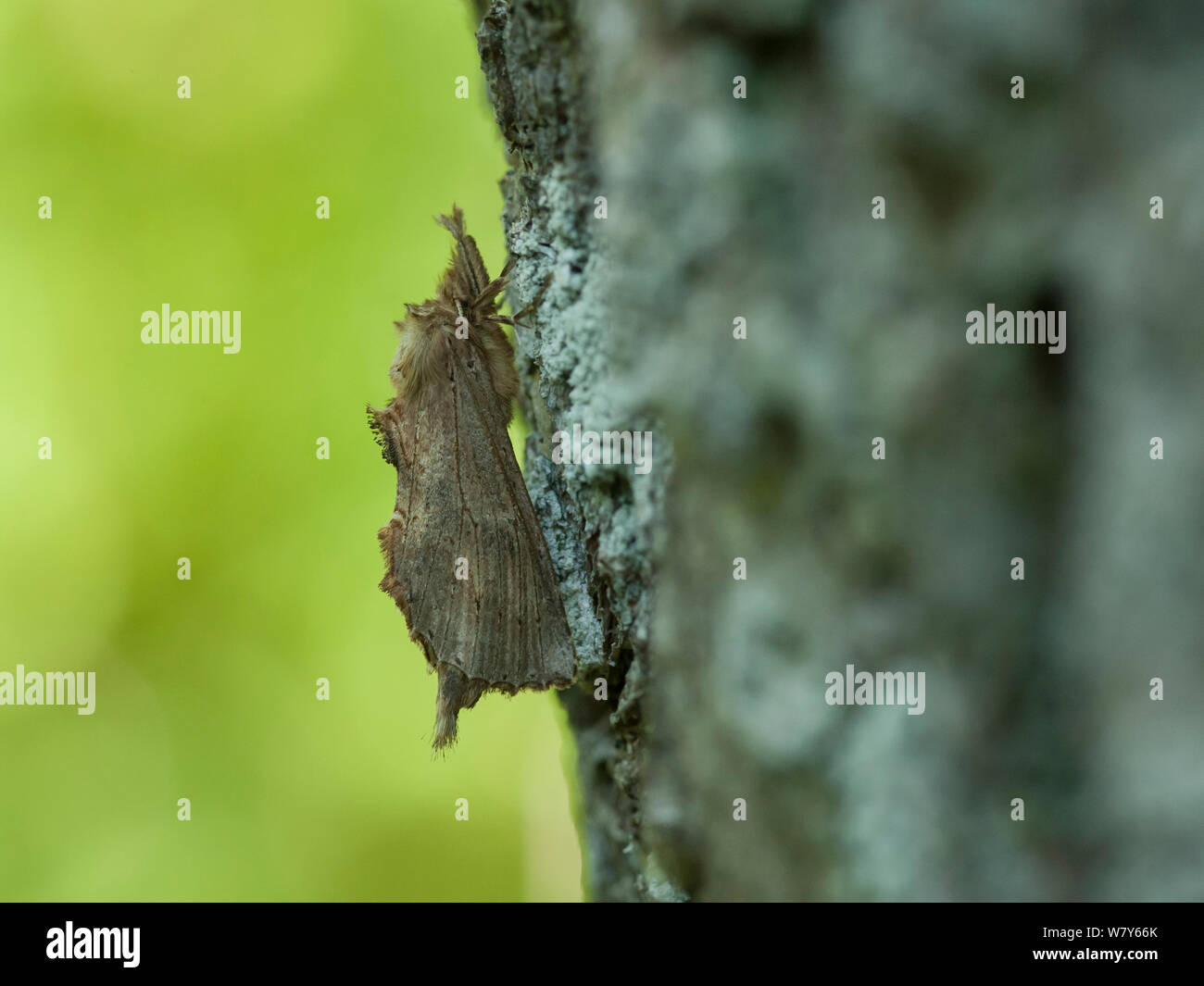 Pale prominent moth (Pterostoma palpinum) resting on tree, Lemland, Ahvenanmaa / Aland Islands Archipelago, Finland. July Stock Photo