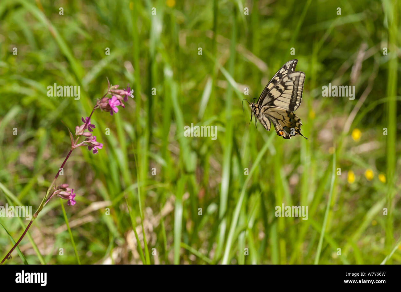 Swallowtail (Papilio machaon) in flight towards Sticky catchfly (Silene viscaria) Parikkala, Etela-Karjala / South Karelia, Etela-Suomi / South Finland, Finland. June Stock Photo