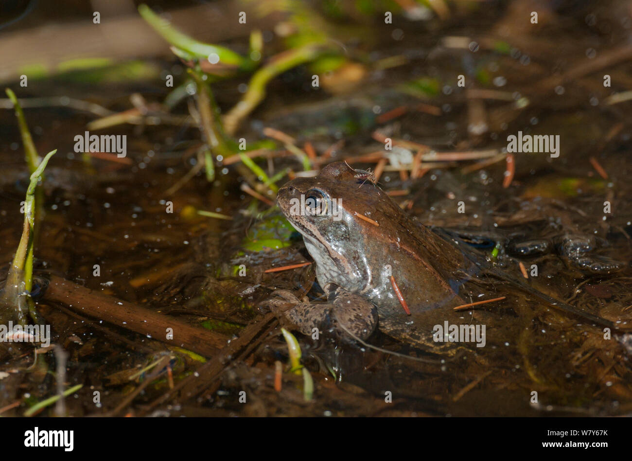 Common frog (Rana temporaria) with mosquito biting it, Korpilahti, Jyvaskya, Keski-Suomi, Lansi- ja Sisa-Suomi / Central and Western Finland, Finland. May Stock Photo