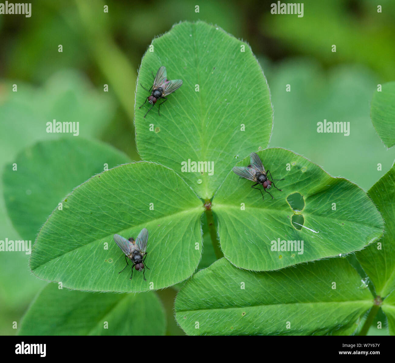 Flies (Brachycera) on leaf,  Parikkala, Etela-Karjala / South Karelia, Etela-Suomi / South Finland, Finland. June Stock Photo