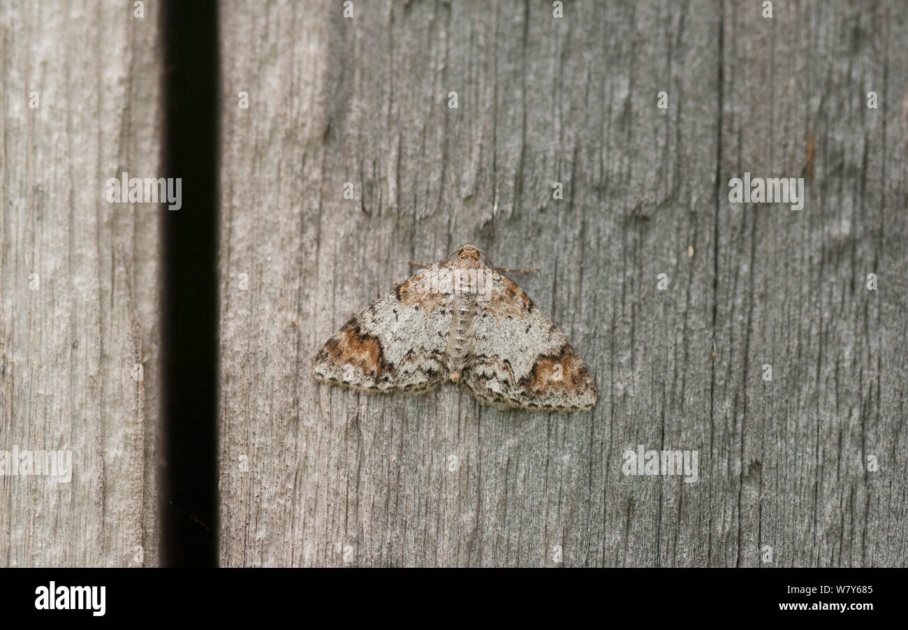 Blomer&#39;s rivulet moth (Venusia blomeri) resting on wood, Parikkala, Etela-Karjala / South Karelia, Etela-Suomi / South Finland, Finland. June Stock Photo