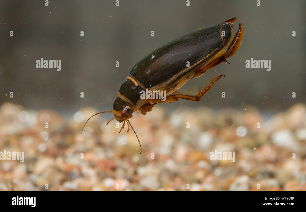 Predaceous diving beetle hires stock photography and images Alamy