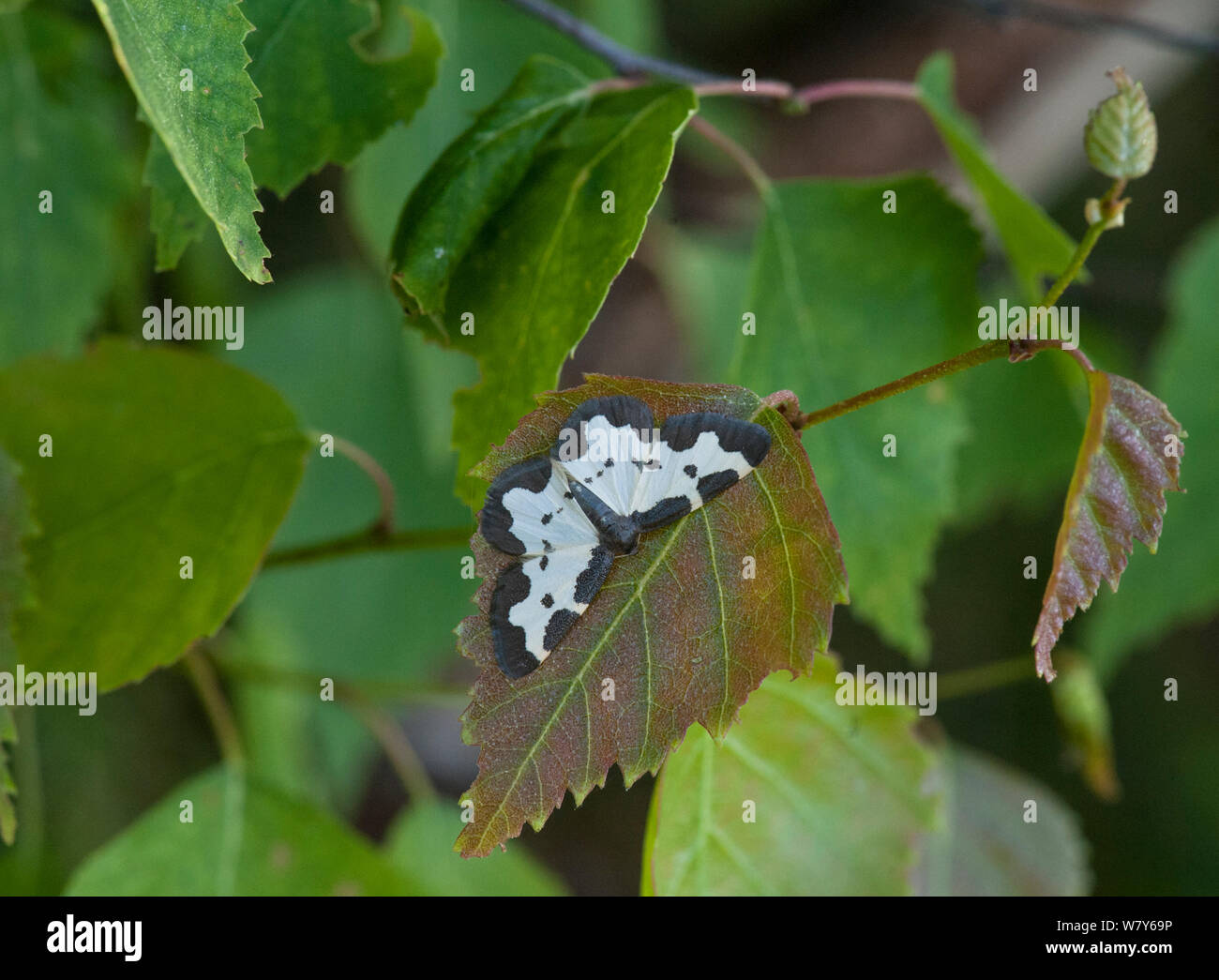 Finland proper hi-res stock photography and images - Alamy