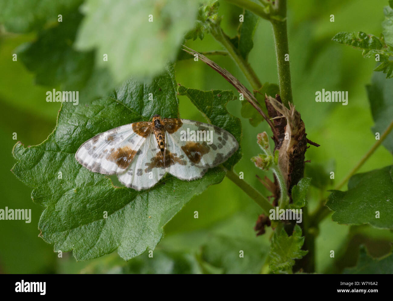 Clouded magpie moth (Calospilos / Abraxas sylvatus) Parikkala, Etela-Karjala / South Karelia, Etela-Suomi / South Finland, Finland. June Stock Photo