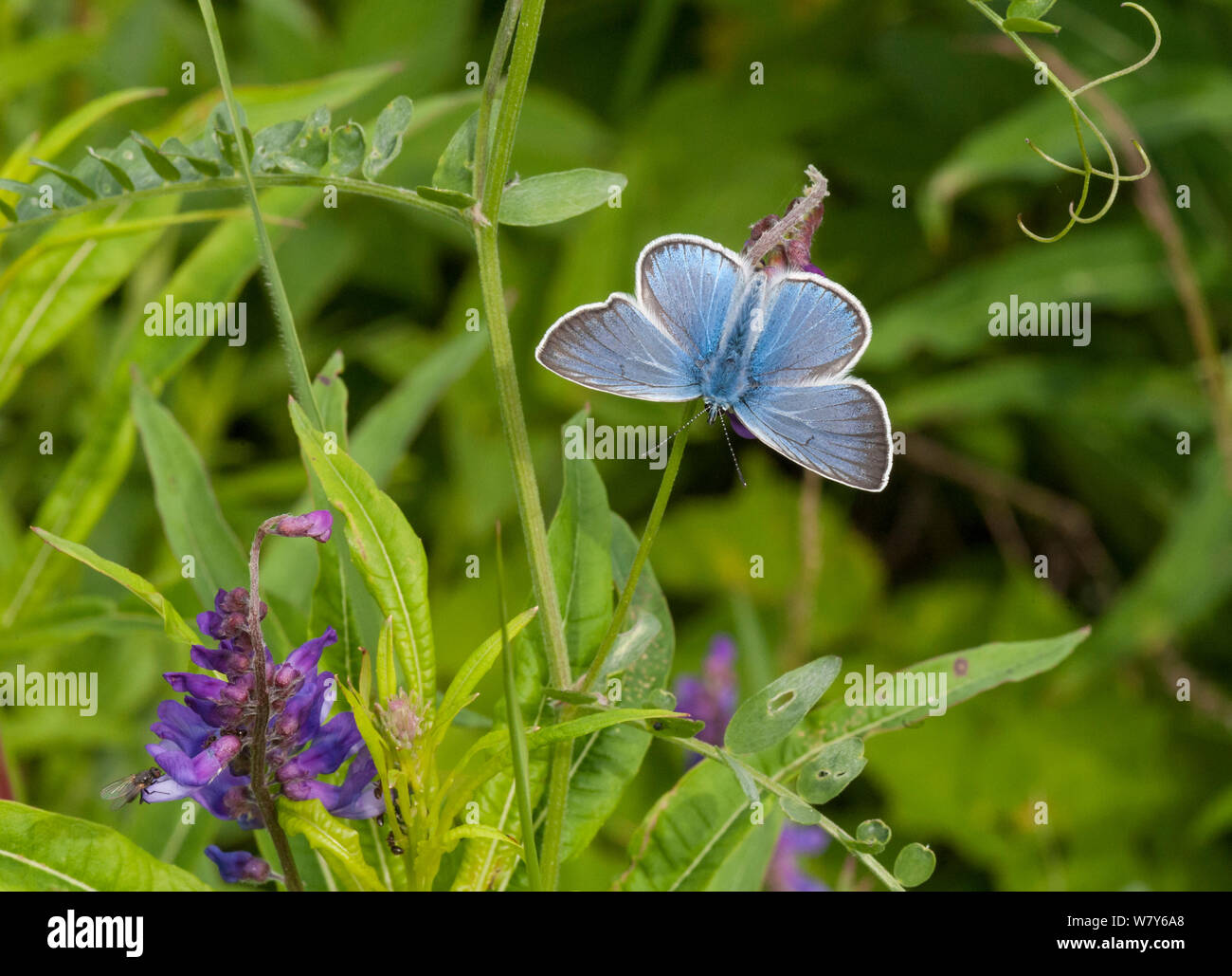 Amanda&#39;s blue butterfly (Polyommatus amandus) male, Parikkala, Etela-Karjala / South Karelia, Etela-Suomi / South Finland, Finland. June Stock Photo