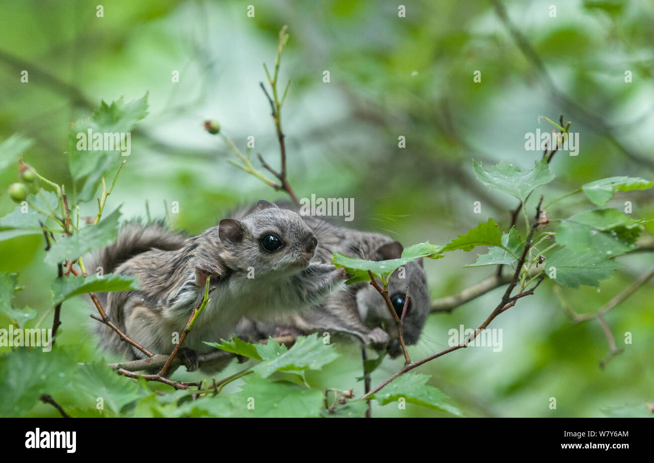 Siberian flying squirrel (Pteromys volans) two babies in tree, Jyvaskya, Keski-Suomi, Lansi- ja Sisa-Suomi / Central and Western Finland, Finland. May Stock Photo
