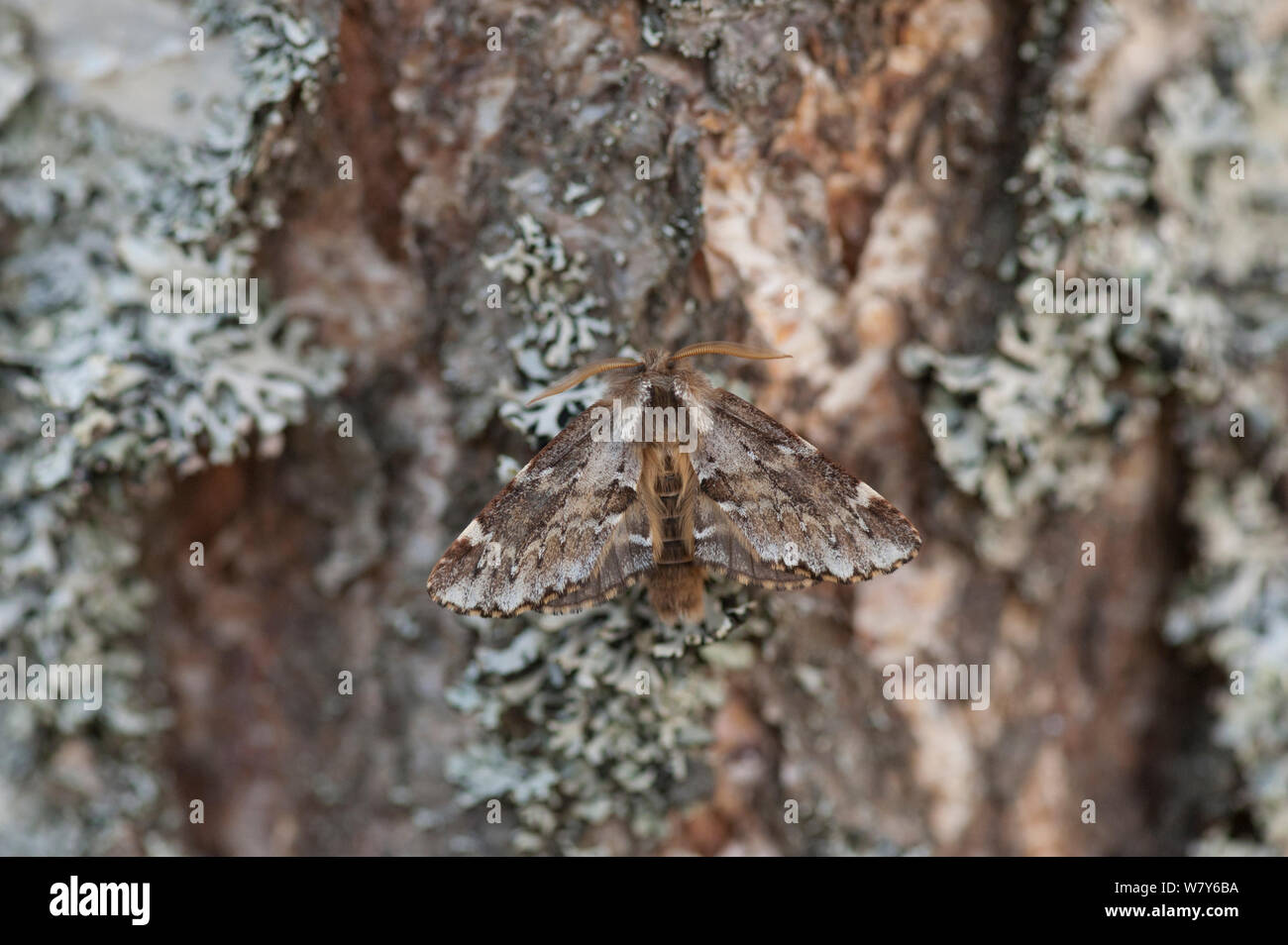 Moth (Odontosia sieversi) male, Puumala, Etela-Savo / Southern Savonia, Ita-Suomi / Eastern Finland, Finland. April Stock Photo