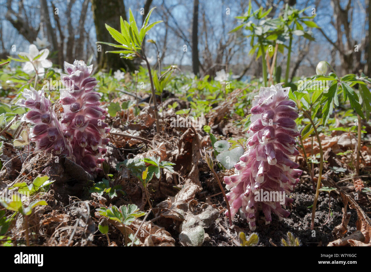 Toothwort (Lathraea squamaria) a parasitic plant, Jomala, Ahvenanmaa / Aland Islands Archipelago, Finland. May Stock Photo