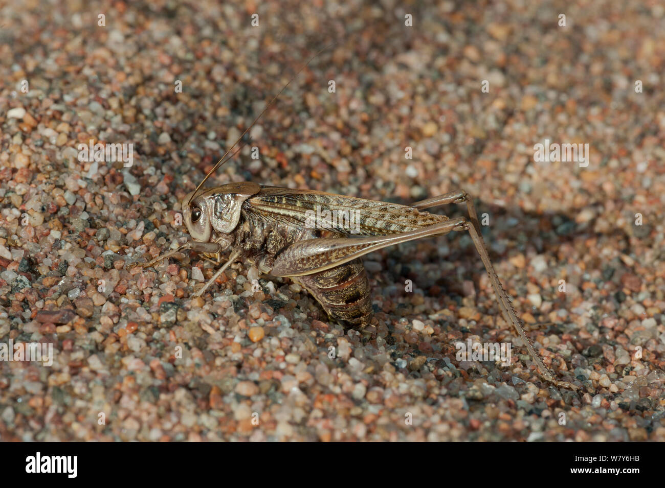 eggs hires stock photography and images Alamy