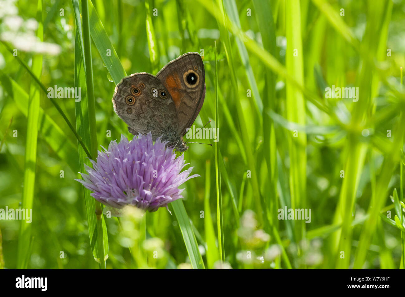 Large wall brown (Pararge maera) feeding on flower, Finland. June Stock Photo