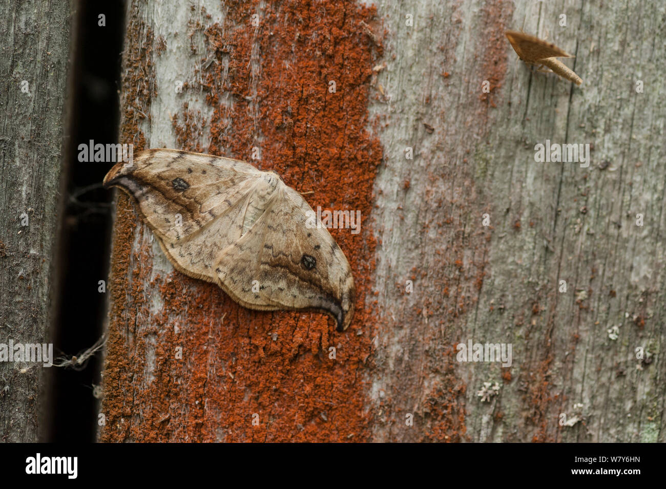 Pebble hook-tip moth (Drepana falcataria) Parikkala, Etela-Karjala / South Karelia, Etela-Suomi / South Finland, Finland. June Stock Photo