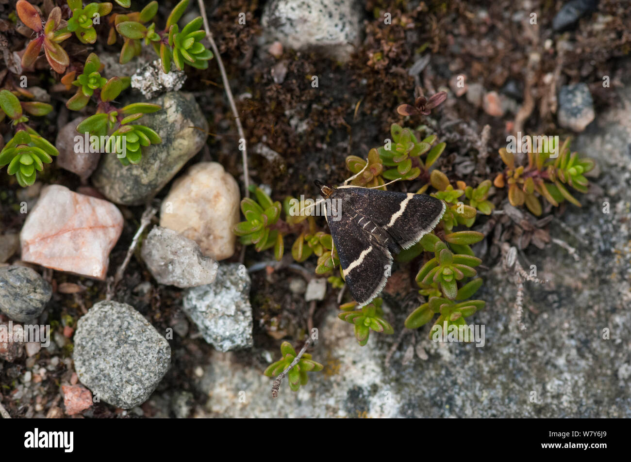 Sable moth (Pyrausta cingulatus) Kokar, Ahvenanmaa / Aland Islands Archipelago, Finland. July Stock Photo