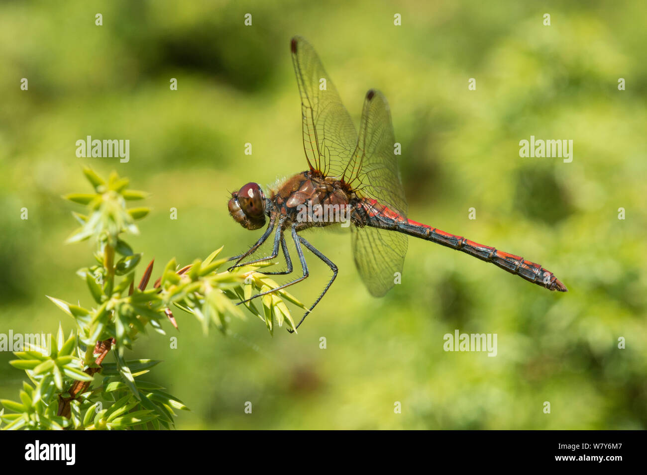 Common darter dragonfly (Sympetrum striolatum) resting, Lemland, Ahvenanmaa / Aland Islands Archipelago, Finland. September Stock Photo
