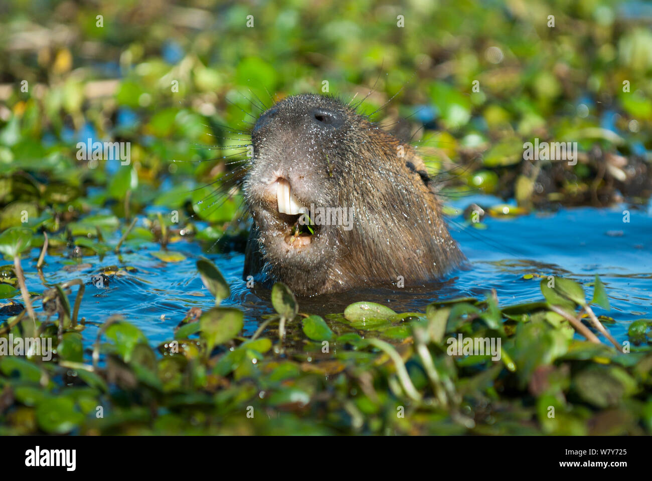 Capybara (Hydrochoerus hydrochaeris) feeding in water, Ibera Marshes, Corrientes Province, Argentina Stock Photo