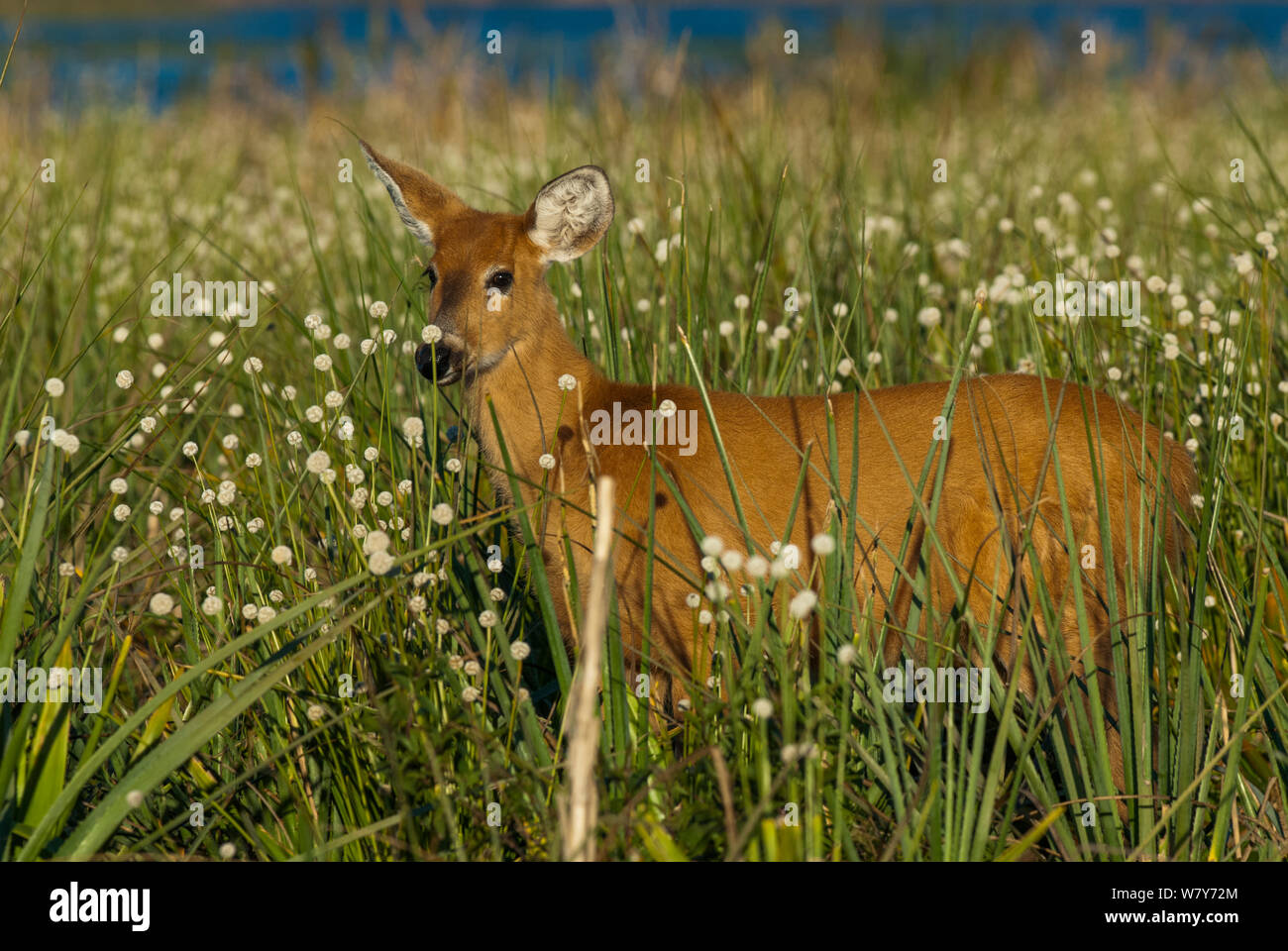 Marsh deer (Blastocerus dichotomus) female. Ibera Marshes, Corrientes Province, Argentina Stock Photo