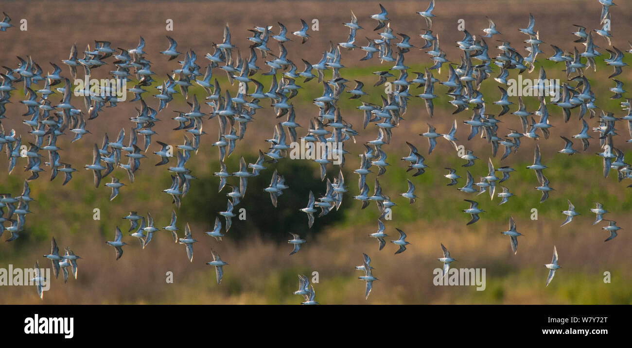 Wilson?s phalarope (Phalaropus tricolor) flock in flight,  La Pampa-Argentina Stock Photo