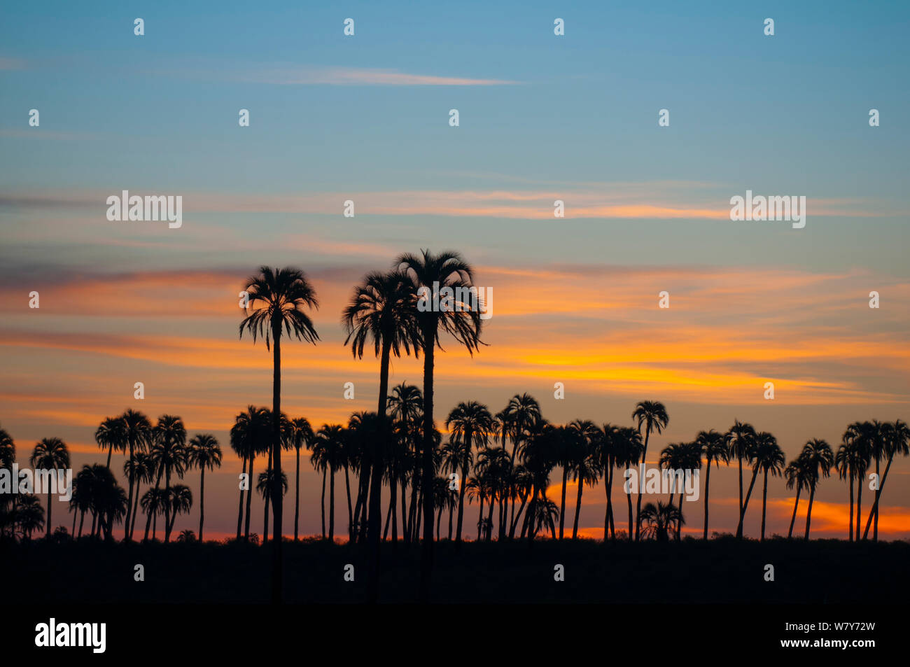 Yatay Palm Jelly Palm Batia Yatay Trees Silhouetted At Sunset El 