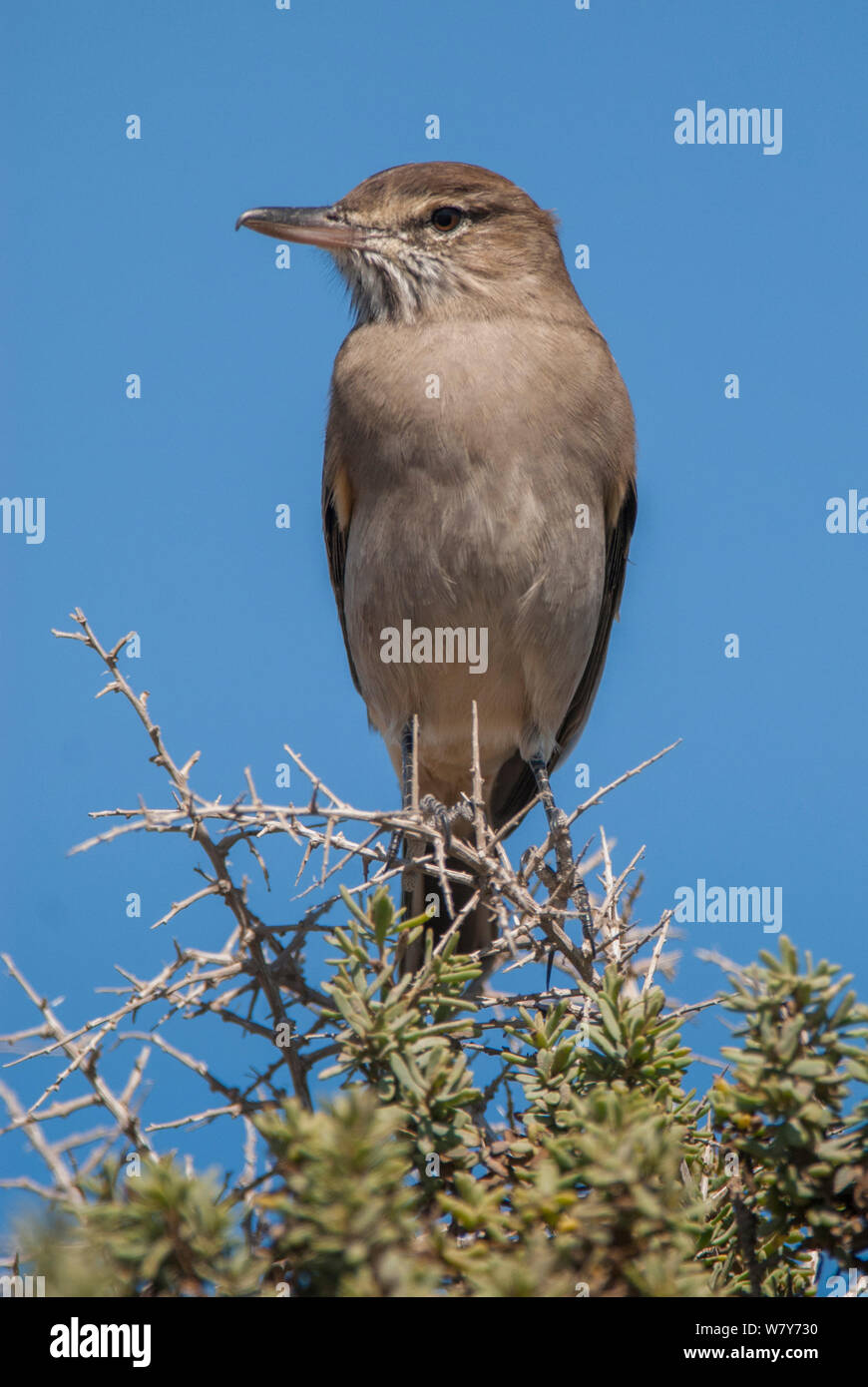 Lesser shrike-tyrant (Agriornis murinus) La Pampa-Argentina Stock Photo