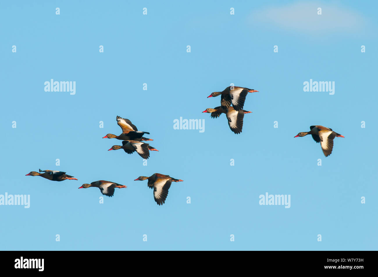 Brazilian duck   (Amazonetta brasiliensis) group in flight, Ibera Marshes, Corrientes Province, Argentina Stock Photo