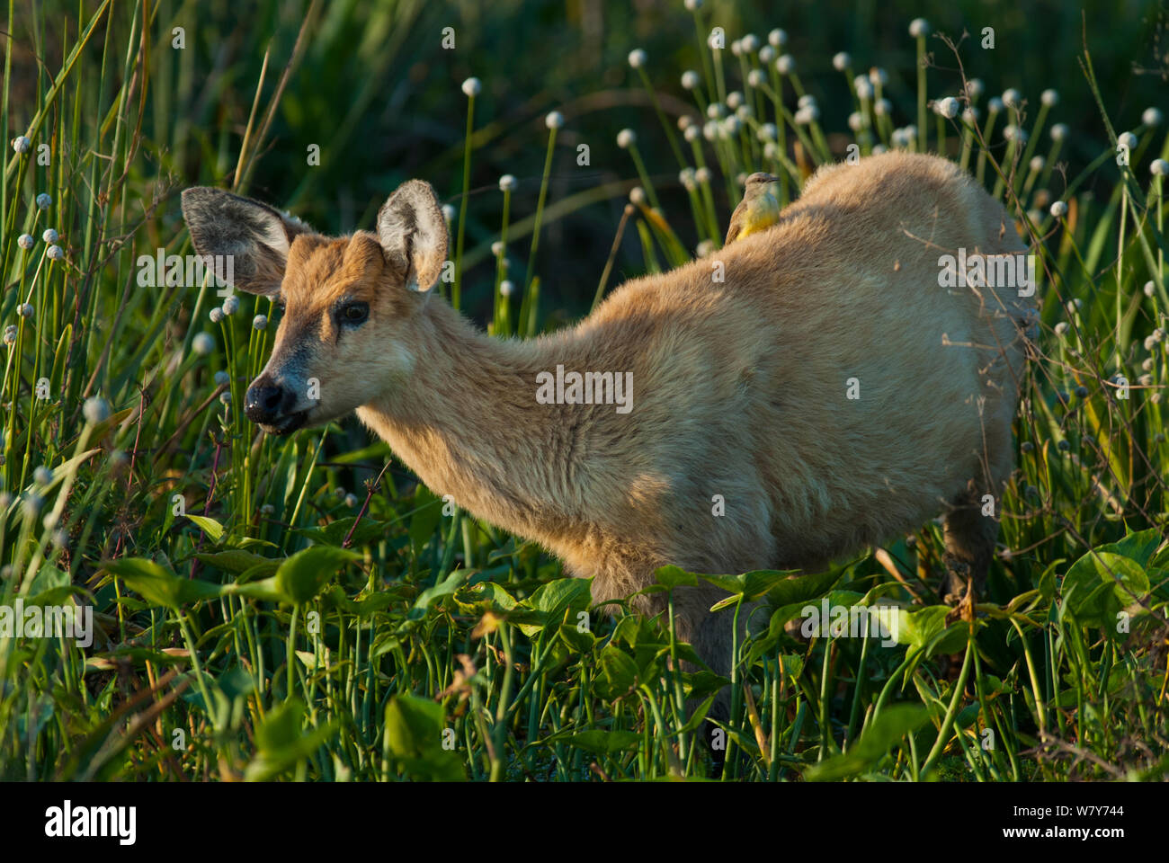 Marsh deer (Blastocerus dichotomus)  Ibera Marshes, Corrientes Province, Argentina Stock Photo