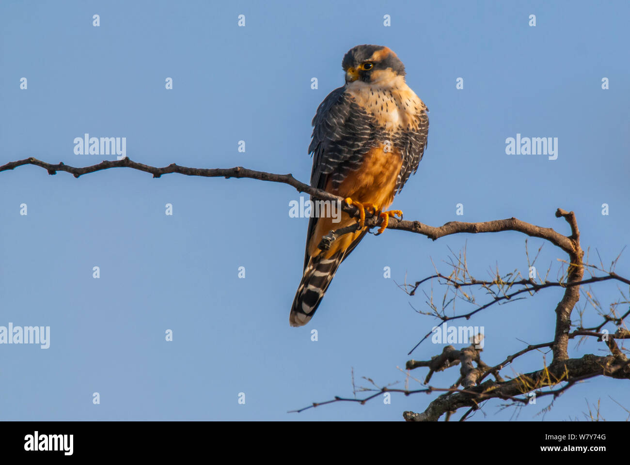 Aplomado falcon, (Falco femoralis) perched, La Pampa, Argentina Stock Photo
