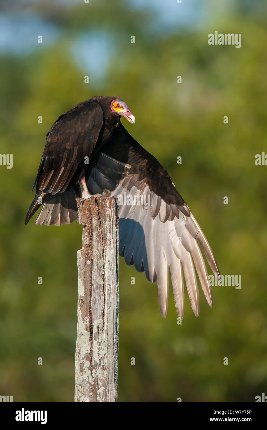 Lesser yellow-headed vulture (Cathartes burrovianus ) stretching wings, Ibera Marshes, Corrientes Province, Argentina. Stock Photo