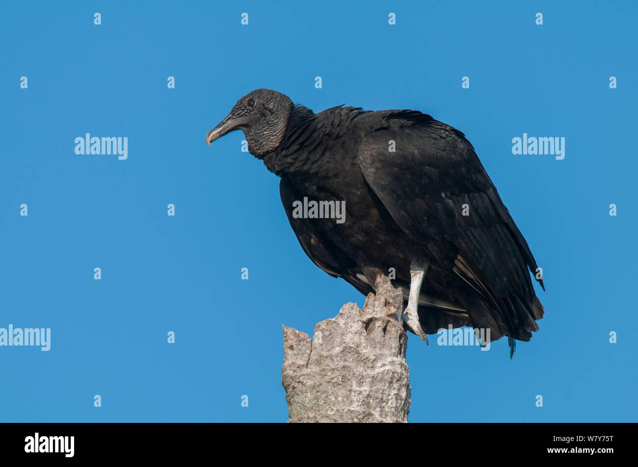 Black vulture (Coragyps atratus) Ibera Marshes, Corrientes Province, Argentina Stock Photo