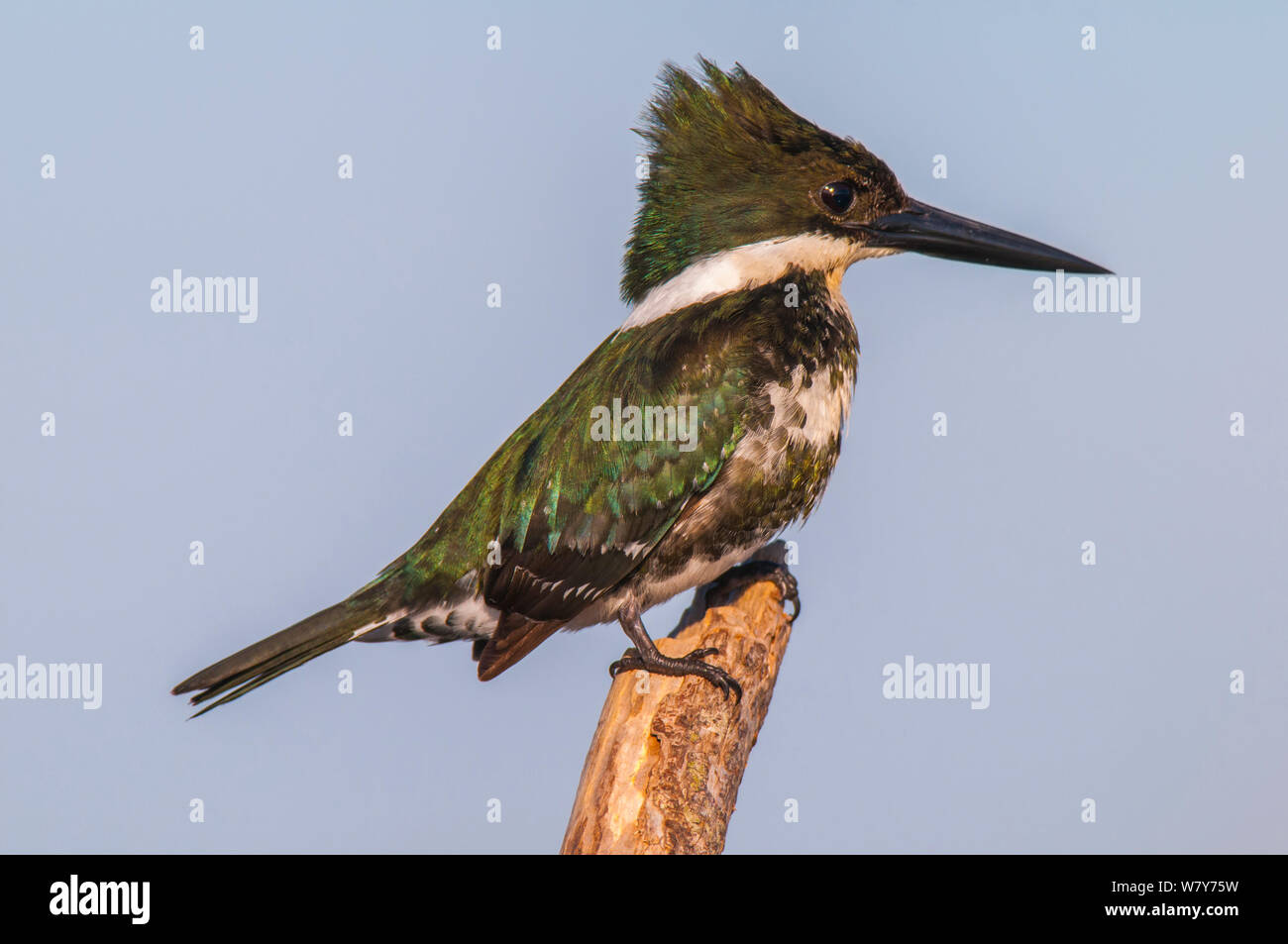 Green kingfisher (Chloroceryle americana )  female, Ibera Marshes, Corrientes Province, Argentina Stock Photo