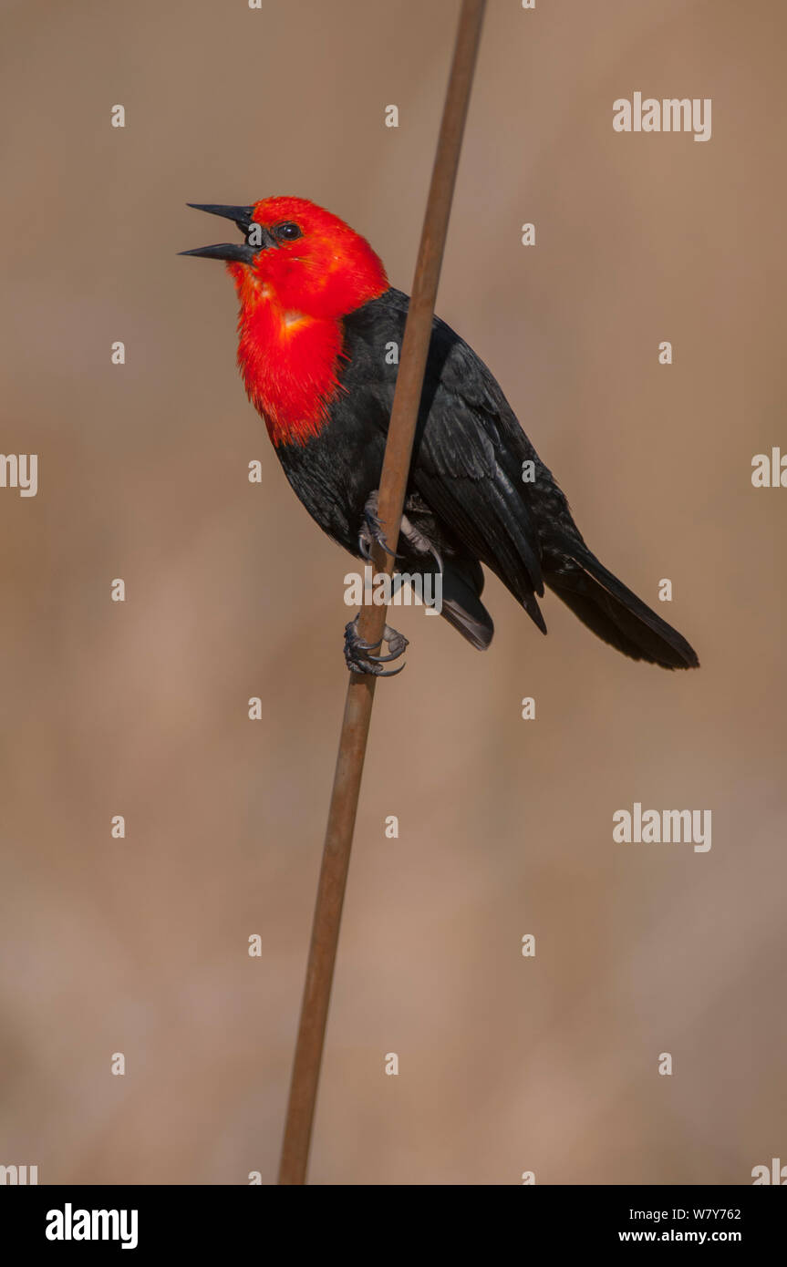 Scarlet-headed black bird (Amblyramphus holosericeus) calling, Ibera Marshes, Corrientes Province, Argentina Stock Photo