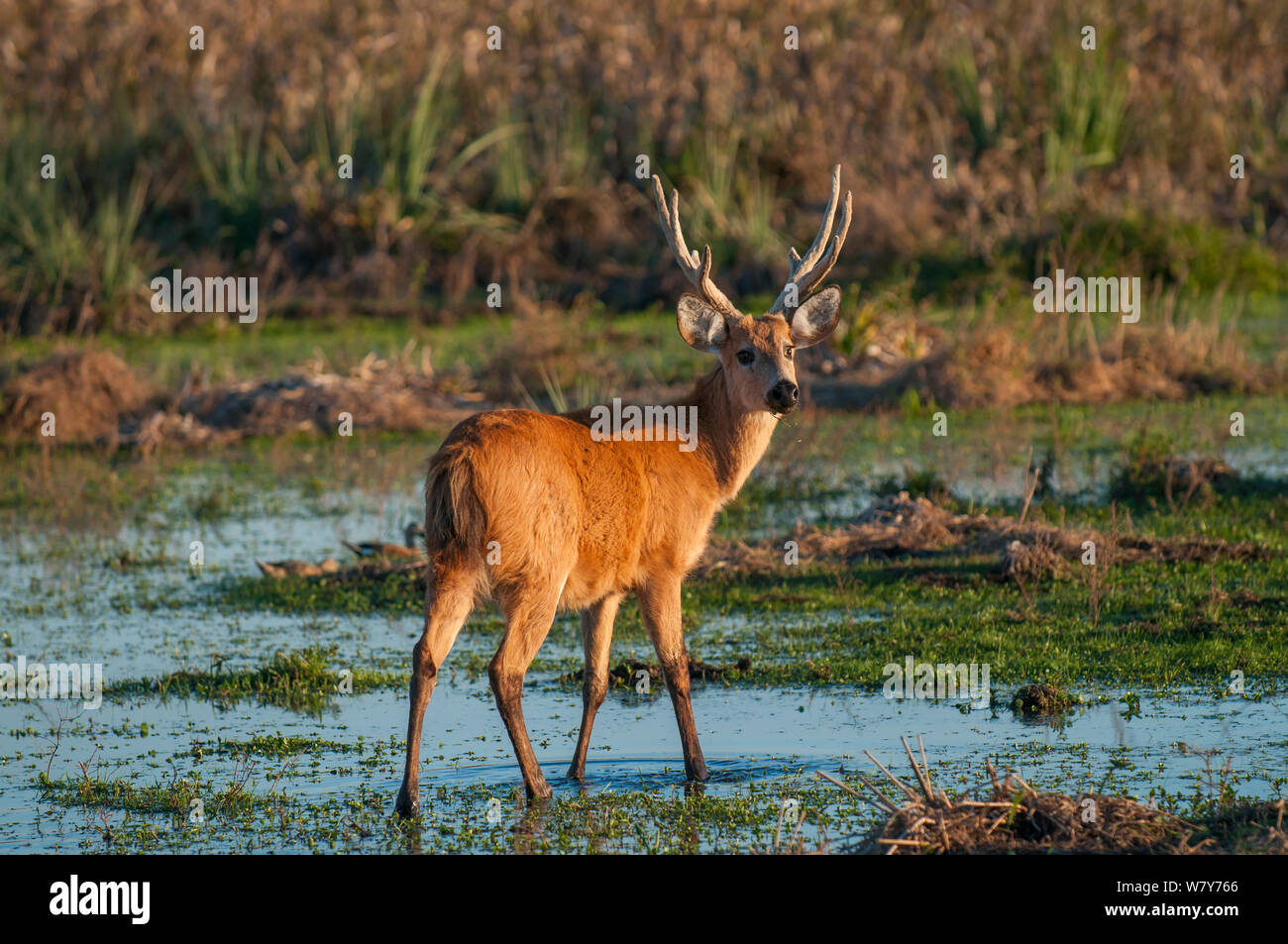 Marsh deer (Blastocerus dichotomus) male, Ibera Marshes, Corrientes Province, Argentina Stock Photo