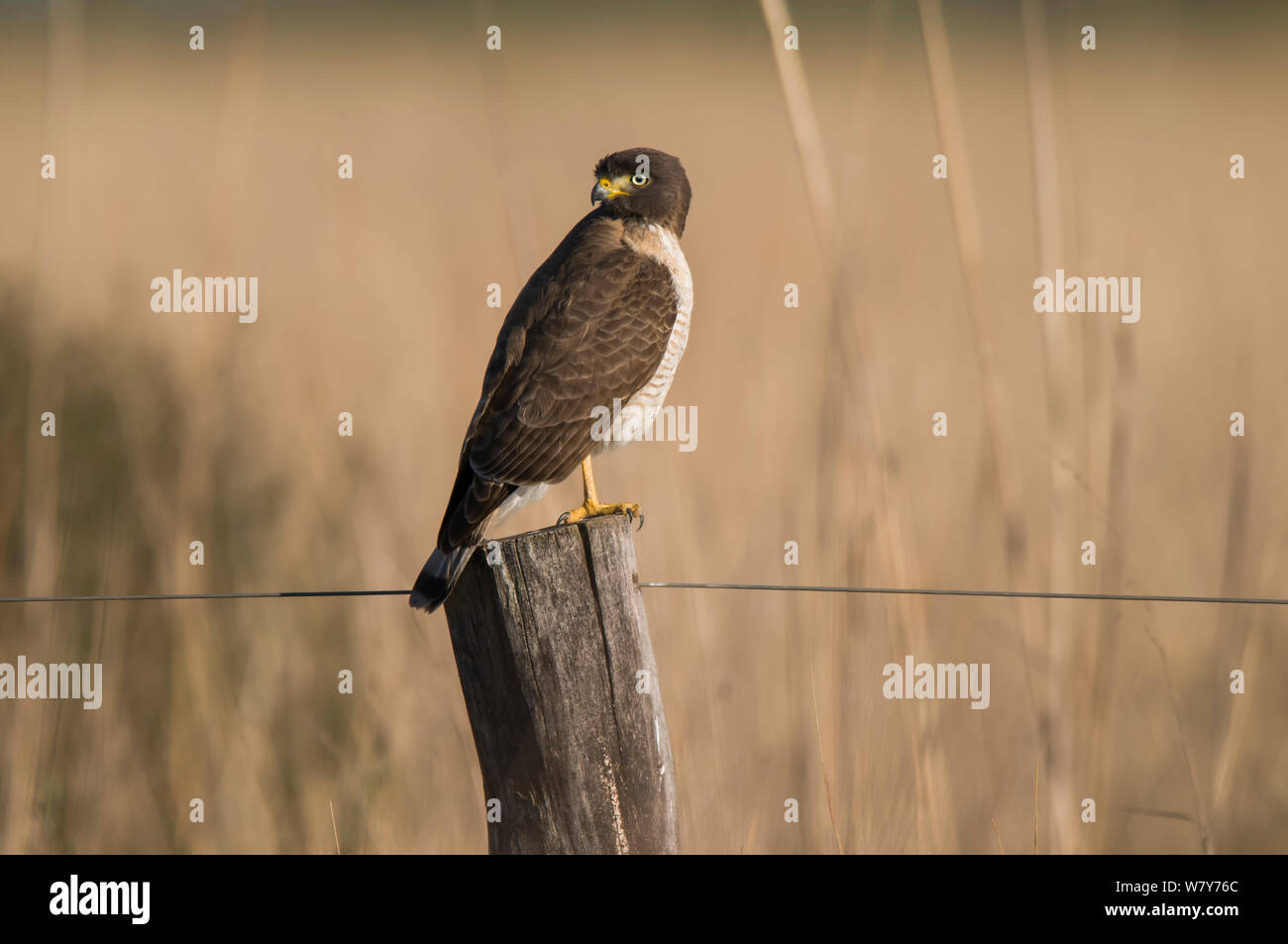 Roadside hawk (Rupornis magnirostris) perched on fence post,  Ibea Marshes, Corrientes Province, Argentina Stock Photo
