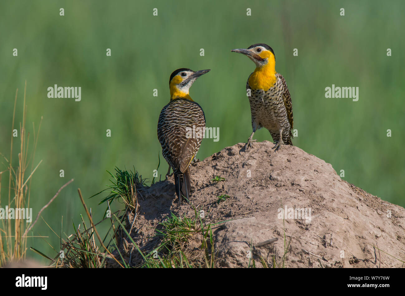 Campo flickers (Colaptes campestris) two on mound, Ibera Marshes, Corrientes Province, Argentina Stock Photo