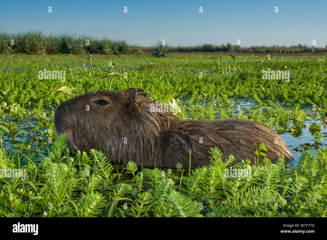 Capybara (Hydrochoerus hydrochaeris) swimming in marsh, Ibera Marshes, Corrientes Province, Argentina Stock Photo
