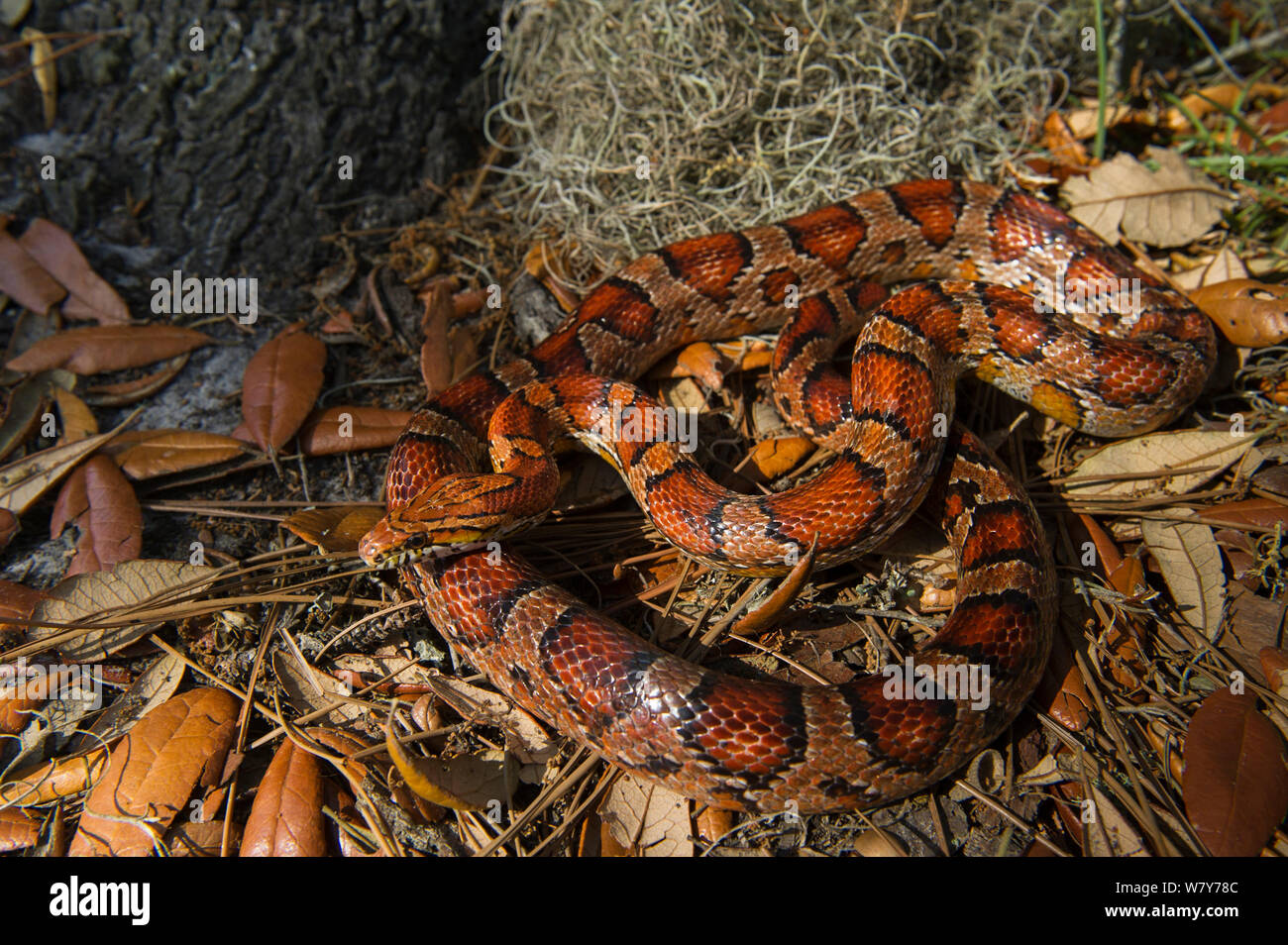 Corn snake / Red rat snake (Elaphe guttata) Little St Simon&#39;s Island, Barrier Islands, Georgia, USA, April. Captive, occurs in North America. Stock Photo