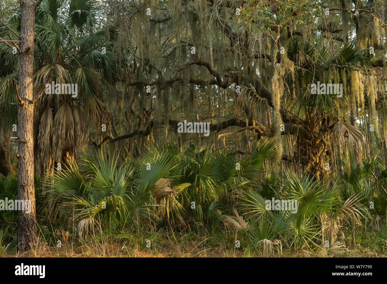 Coastal forest with Spanish moss (Tillandsia usneoides) growing on Southern live oak (Quercus virginiana) and Saw palmetto (Serenoa repens). Little St Simon&#39;s Island, Barrier Islands, Georgia, USA, March. Stock Photo