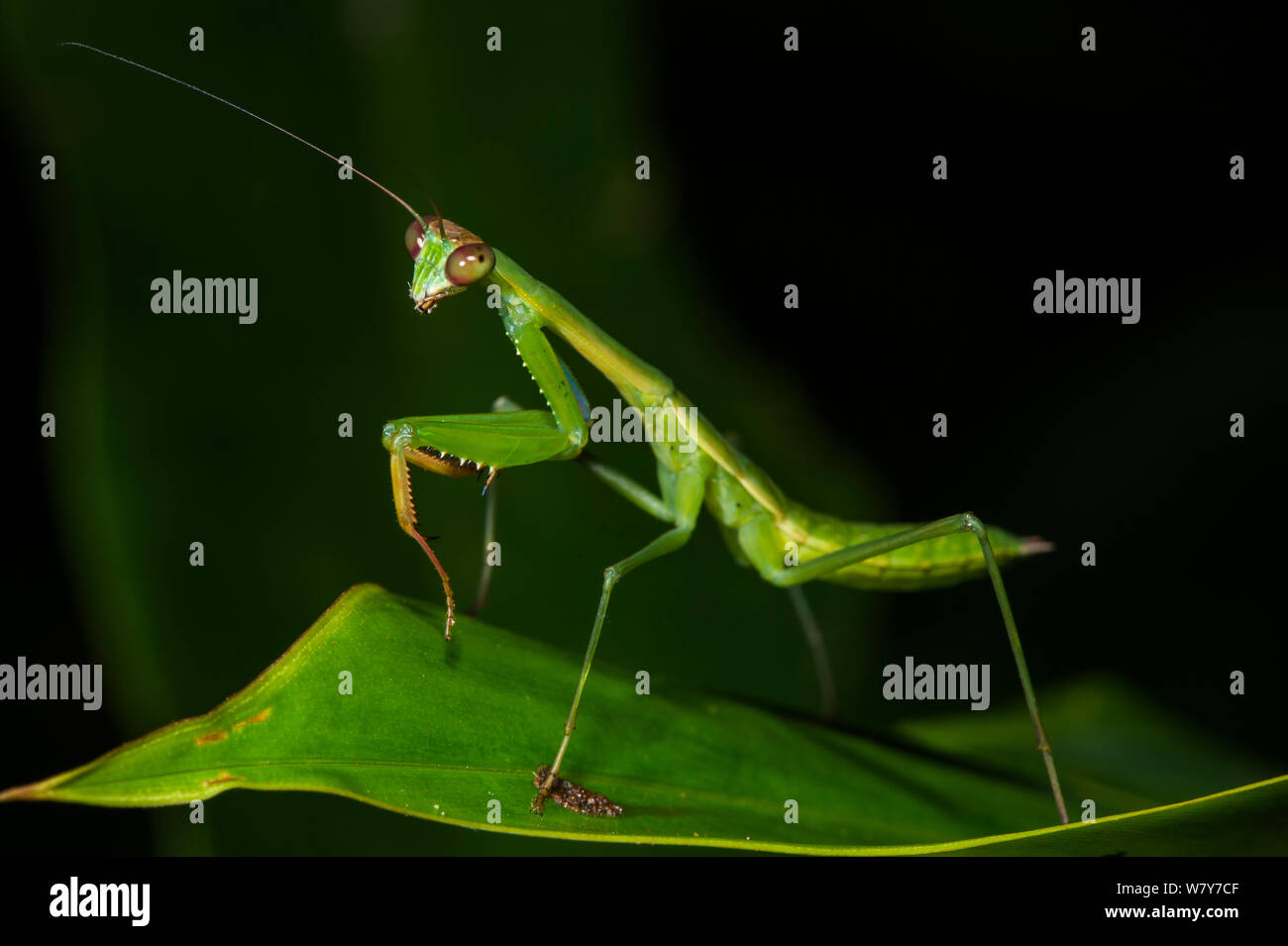 Praying mantis (Mantidae) on leaf. Odzala-Kokoua National Park, Republic of Congo (Congo-Brazzaville), Africa. Stock Photo