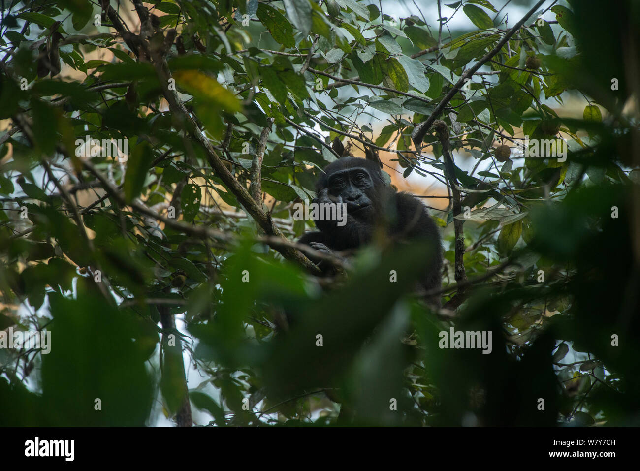 Western lowland gorilla (Gorilla gorilla gorilla) in tree. Ngaga, Odzala-Kokoua National Park, Republic of Congo (Congo-Brazzaville), Africa. Critically Endangered species. Stock Photo