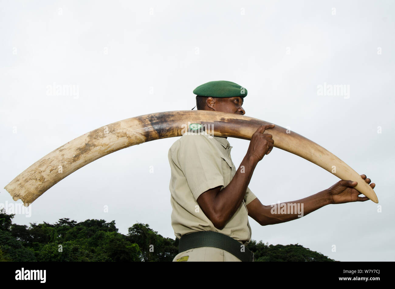 Guard carrying confiscated poached elephant tusk. Mbomo African Park&#39;s Congo Headquarters. Odzala-Kokoua National Park, Republic of Congo (Congo-Brazzaville), Africa, May 2013. Stock Photo