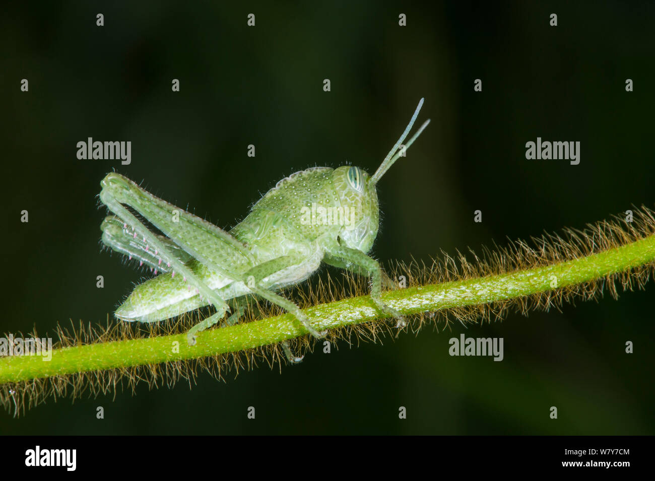 Short-horned grasshopper (Acrididae) nymph. Odzala-Kokoua National Park, Republic of Congo (Congo-Brazzaville), Africa. Stock Photo